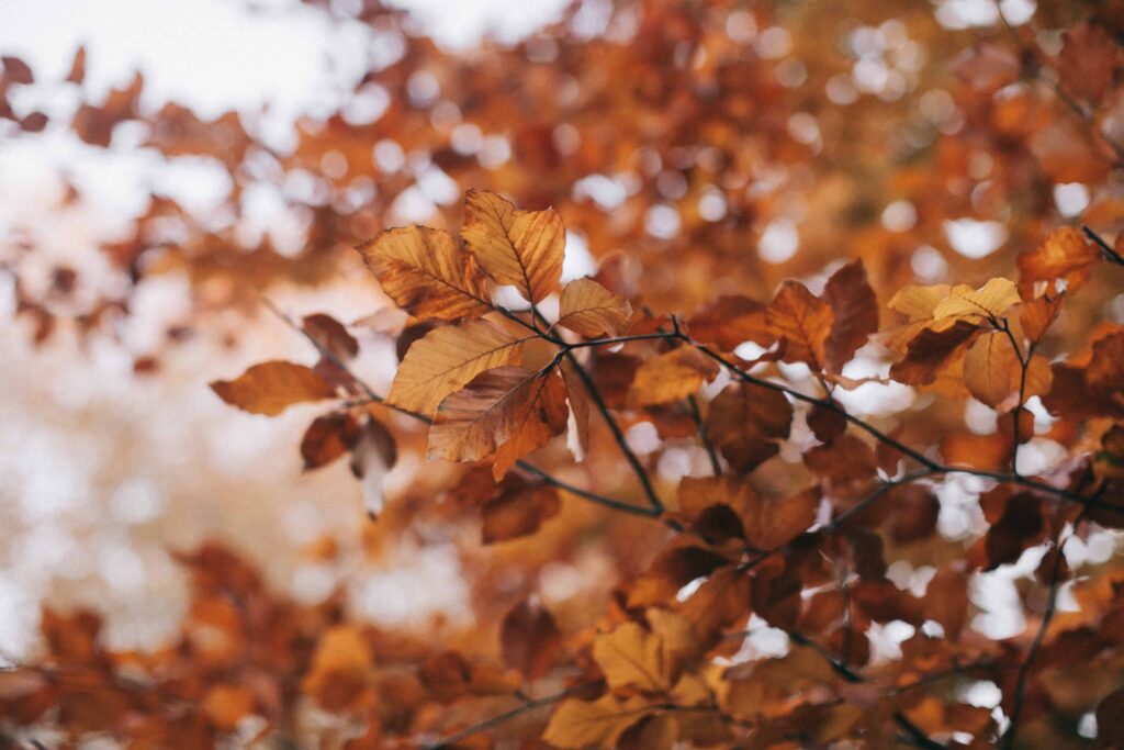 otoño-octubre-cambios