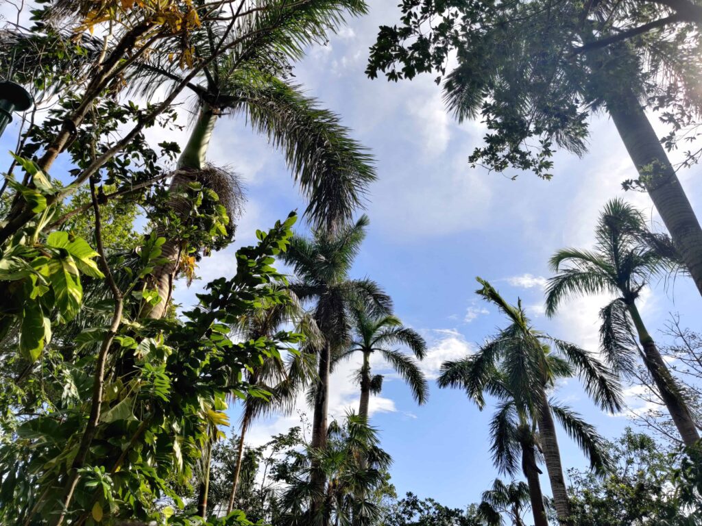 palmeras-playa
