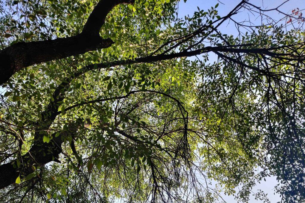 reflexion-naturaleza-julio